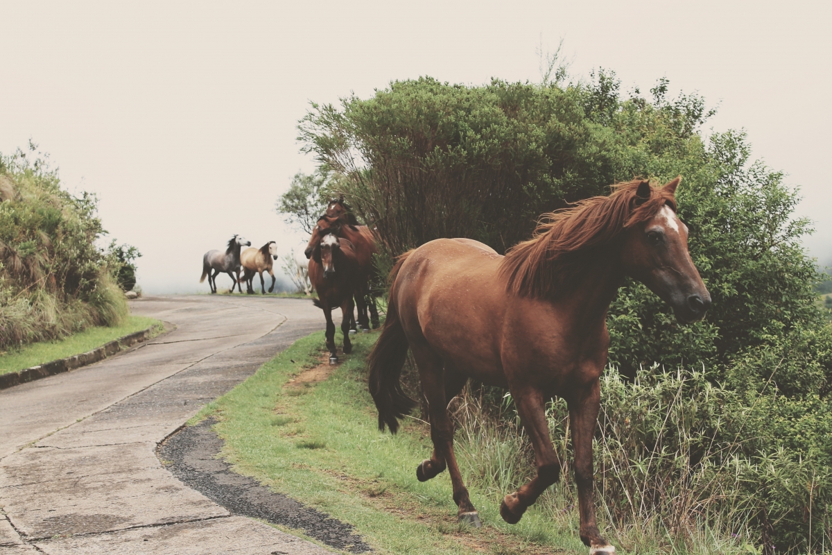 Horse 4K Wallpaper
