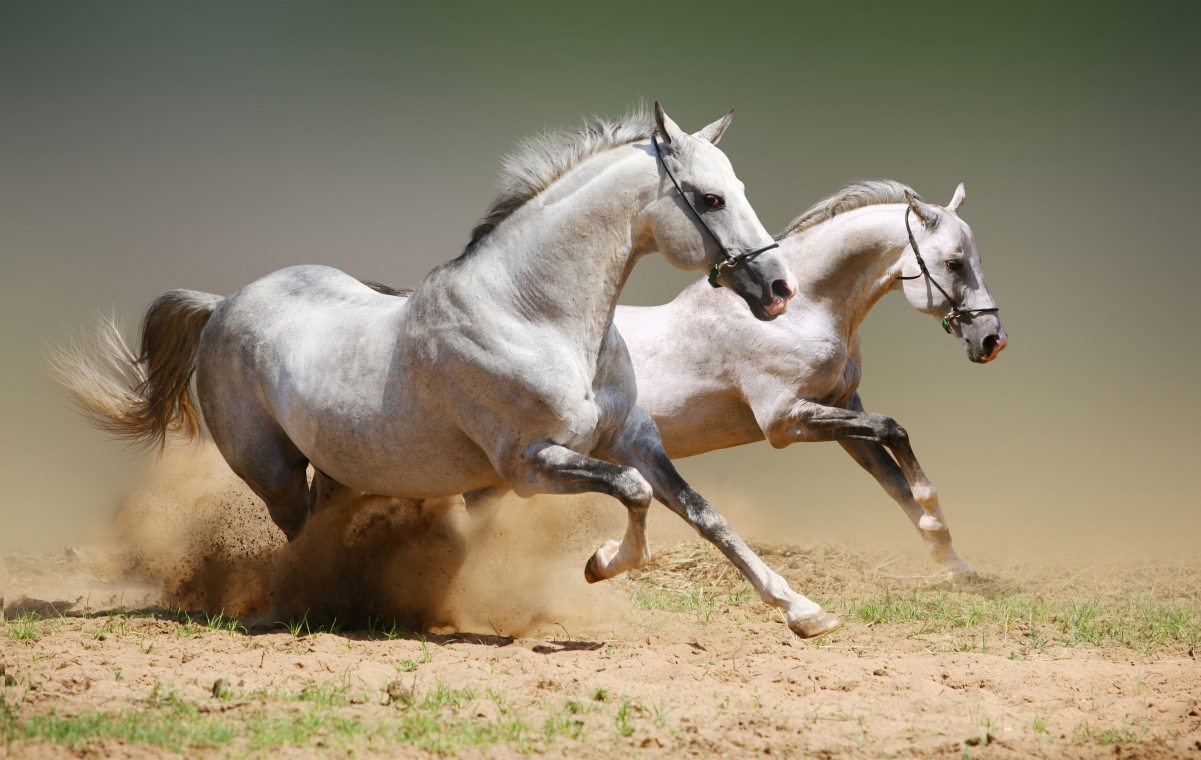 Two running white horses 4K wall