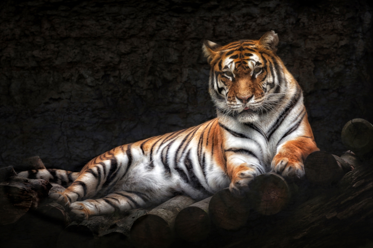 Tiger 5K Picture Wallpaper