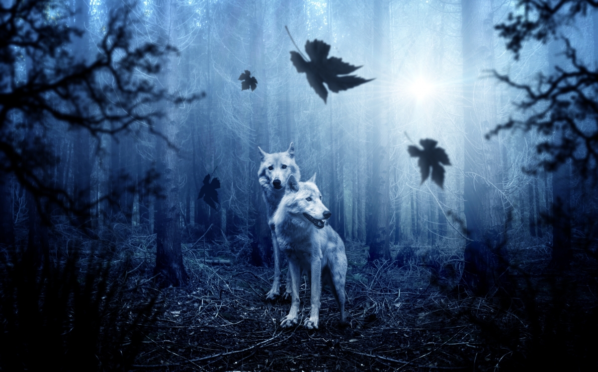 Wolf, forest, night, 4k wallpaper