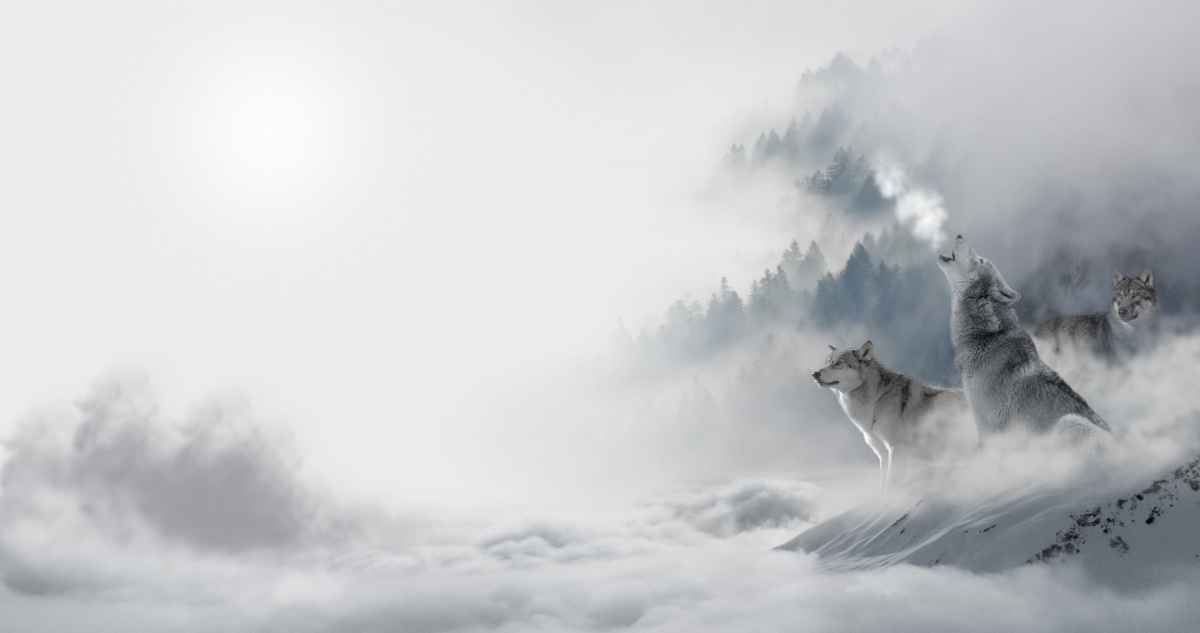 Wolf Wolves Snow Wolf Snow Sky 4K Wall