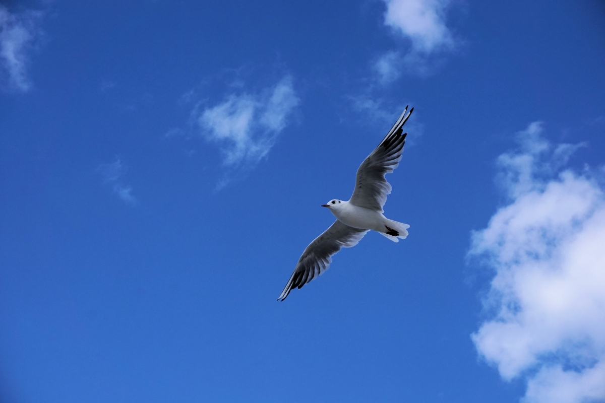 Blue sky, clouds, birds, seagulls, sky