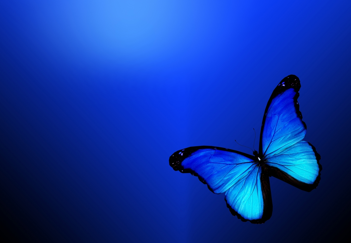 Blue butterfly beautiful 4k wallpaper