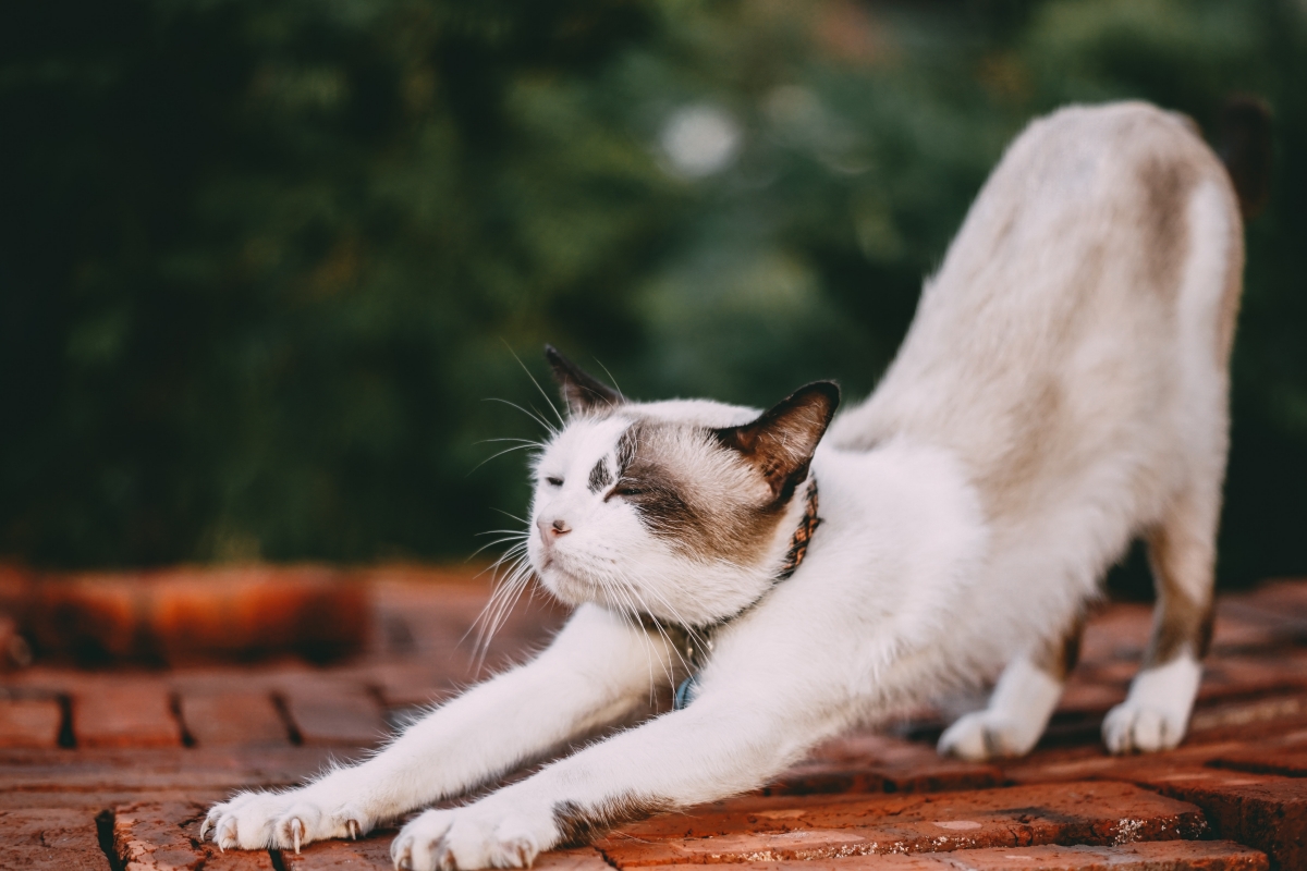 Stretching white cat 6k picture