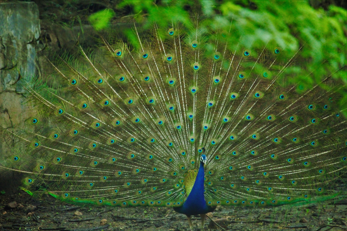 Peacock peacock dancing on green background