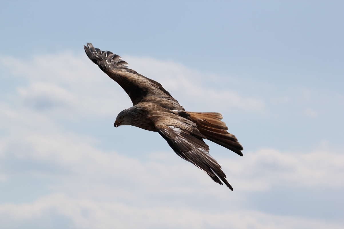 Eagle flying in the sky photography picture