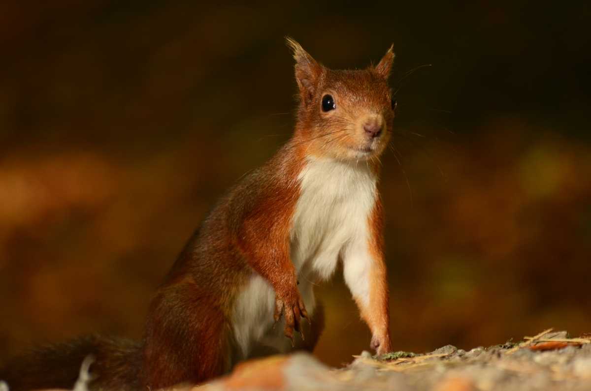 Cute little squirrel pose photography 4K wall