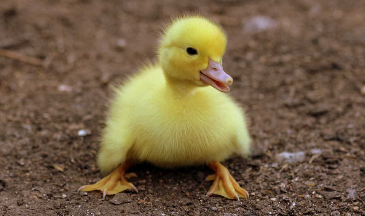 Cute little yellow duck 4K picture