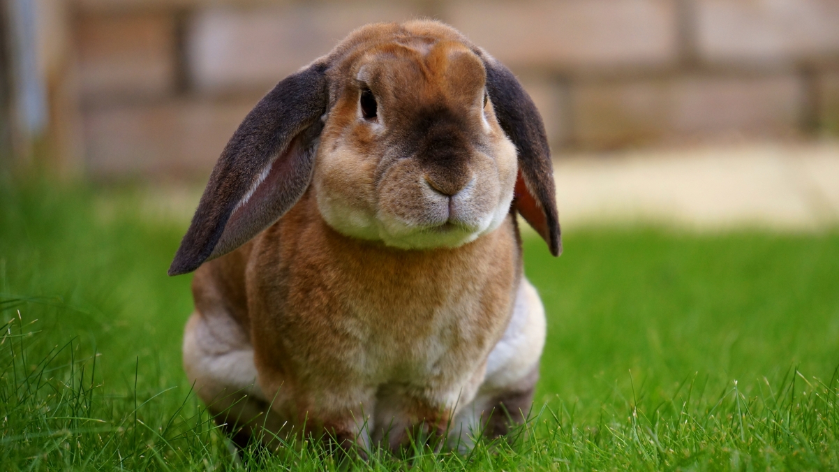 Cute rabbit sitting on the grass 4k wall
