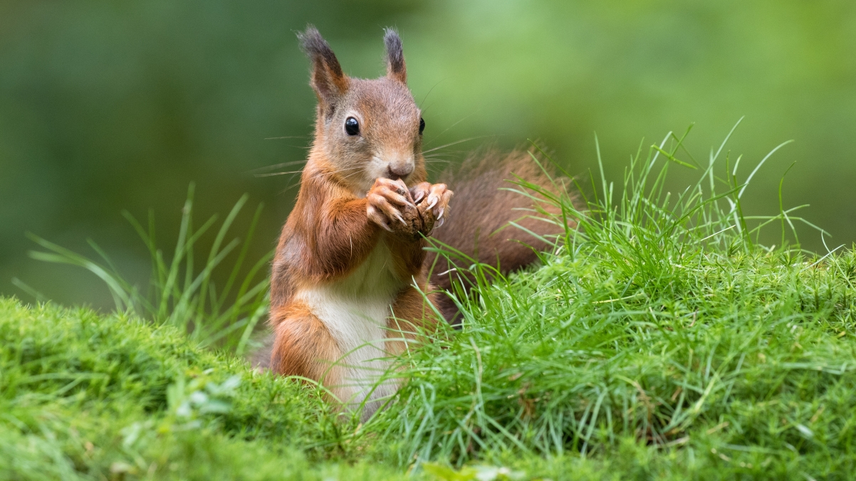 Cute squirrel 4k wallpaper