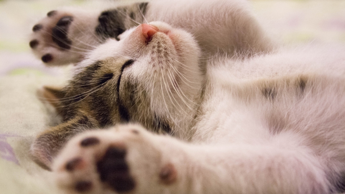 Cute sleeping kitten 4K wallpaper