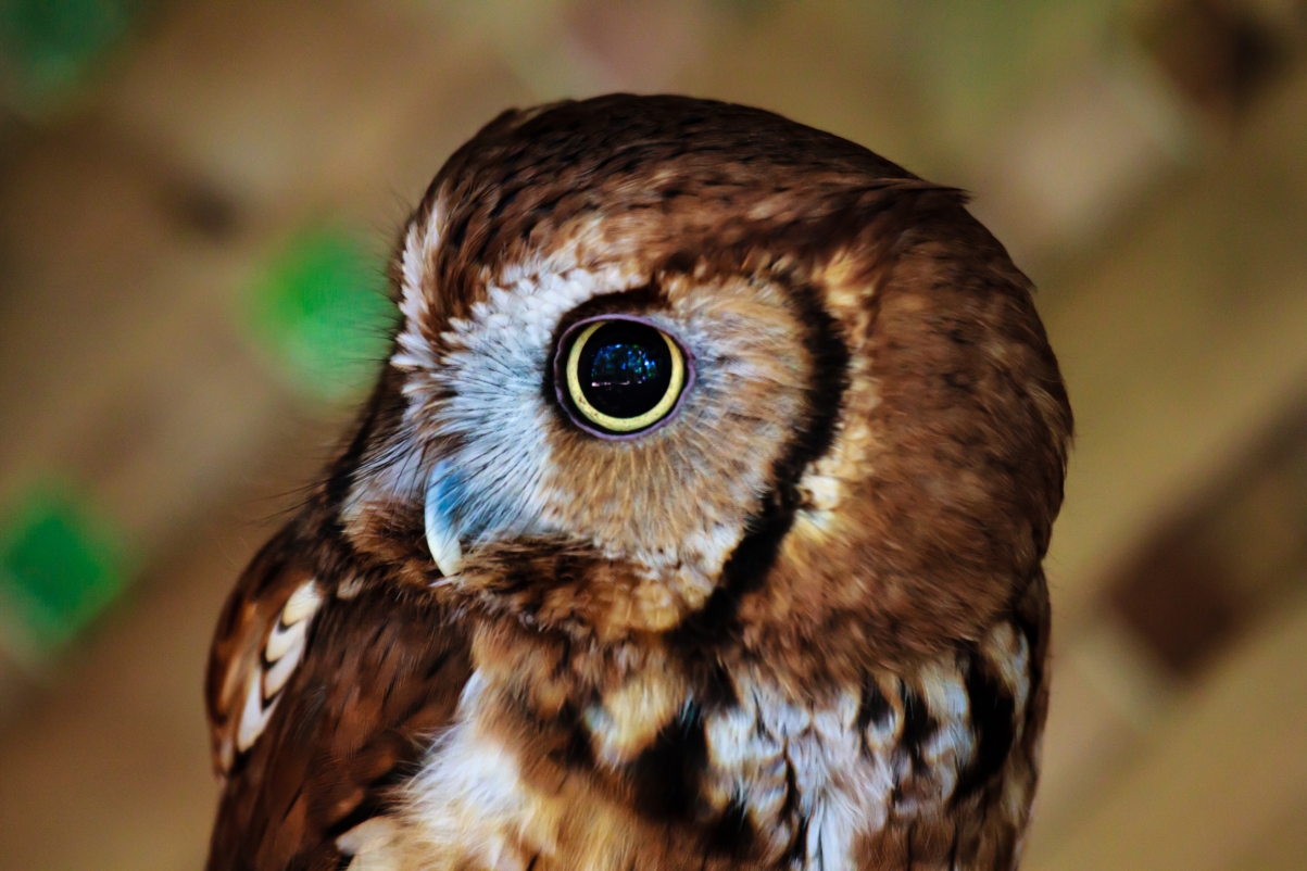 Cute owl eyes animal photo