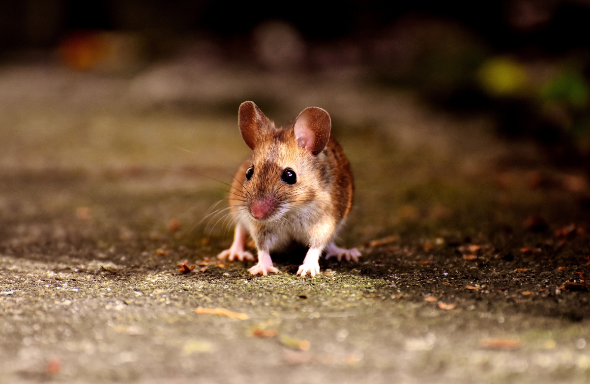 Cute mouse 4K photography pictures