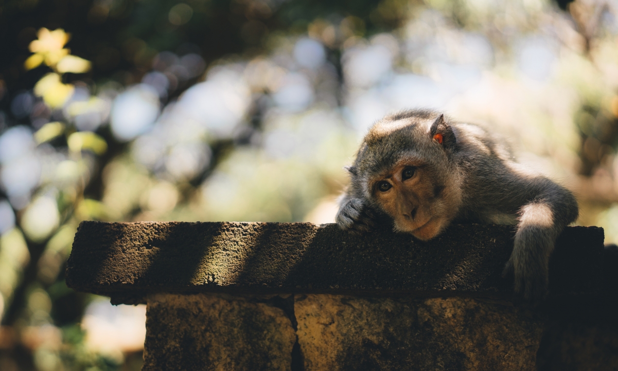 Cute Monkey 4K Photography Picture
