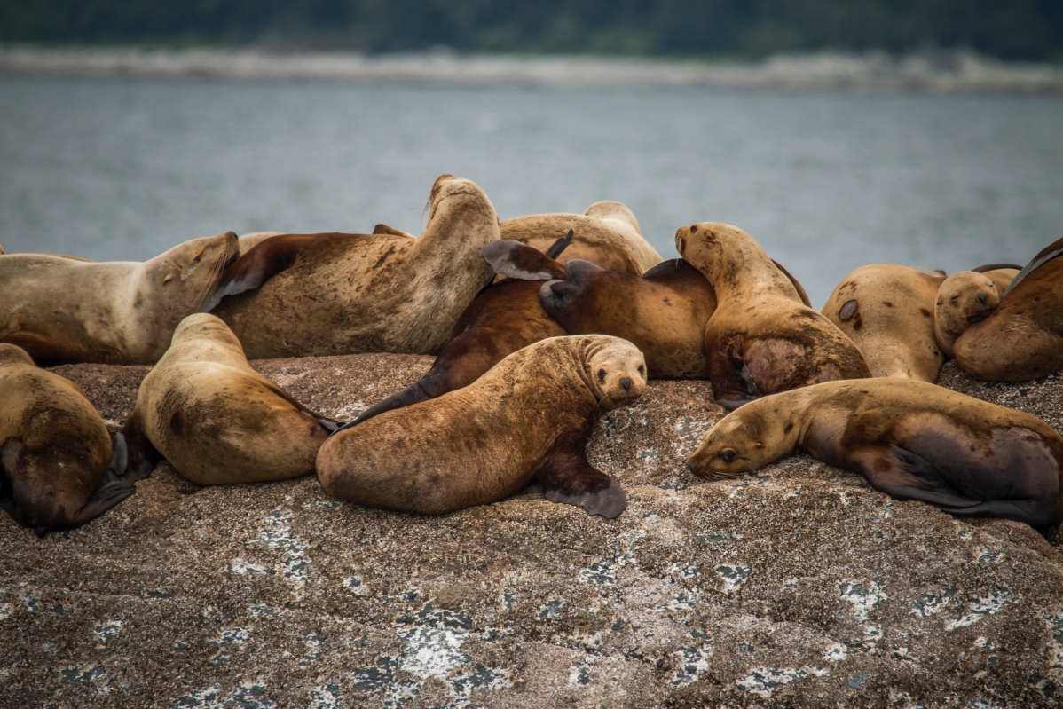 Cute Sea Lion 5K Wallpaper