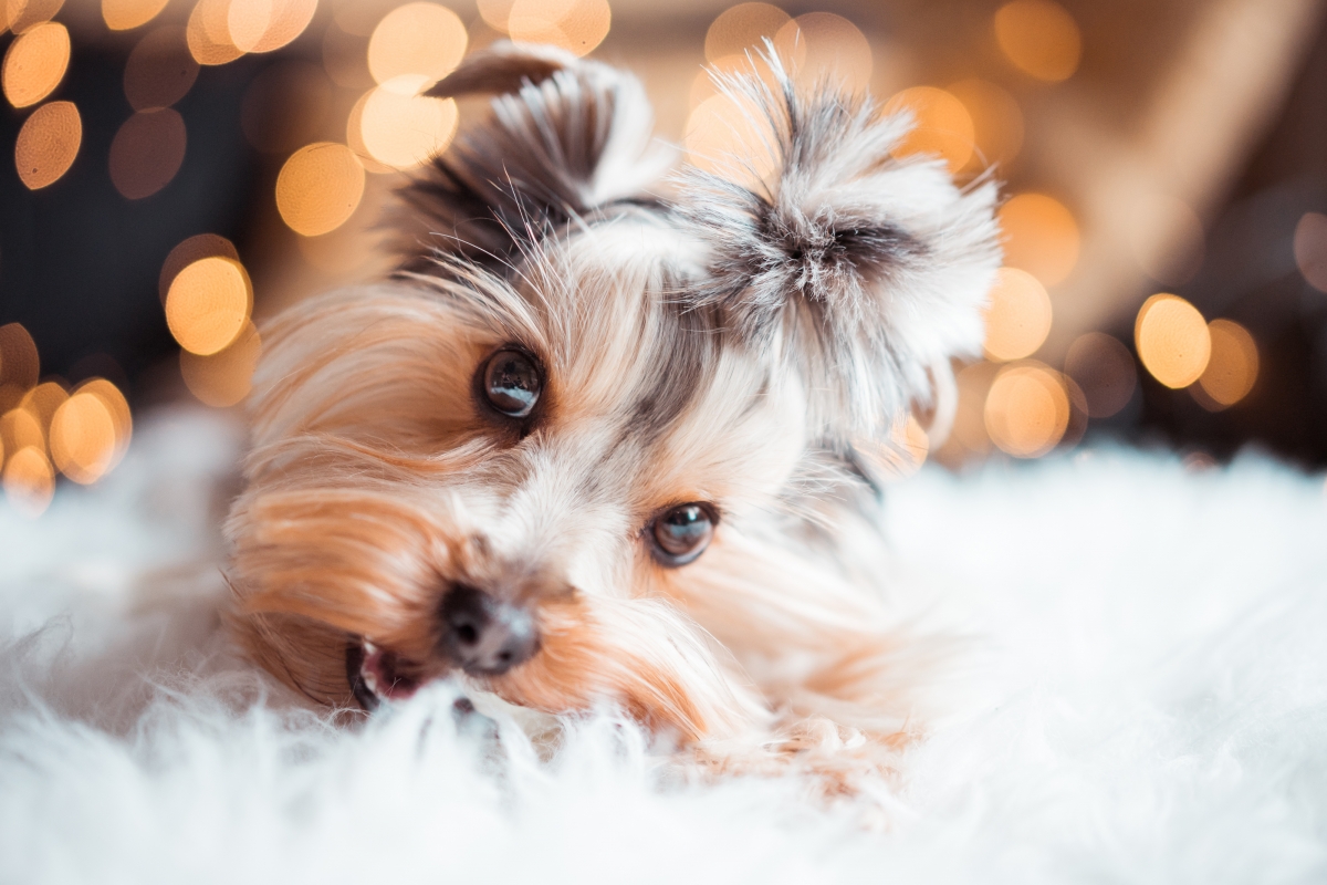 Cute Yorkshire Terrier mini dog 4k