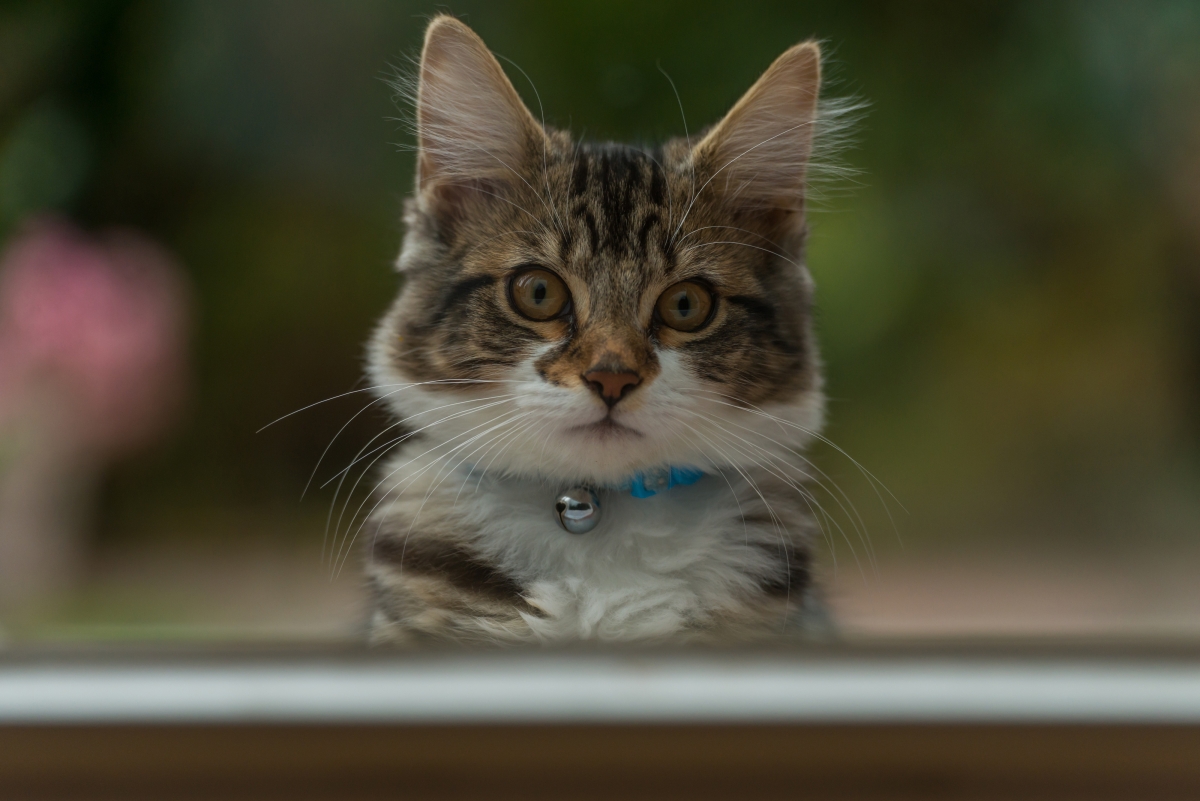 Cute Kitten Photo 4K Wallpaper