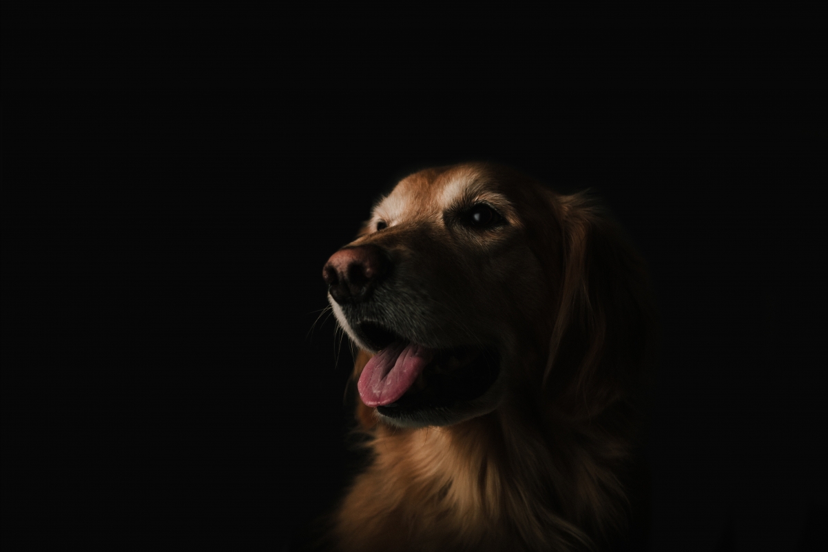 Cute Dog 5K Wallpaper