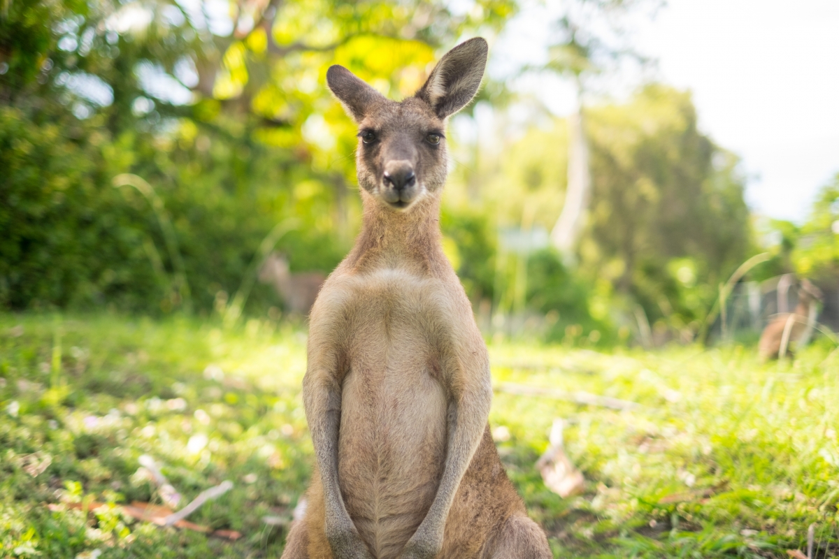 Cute Kangaroo 4k Wallpaper