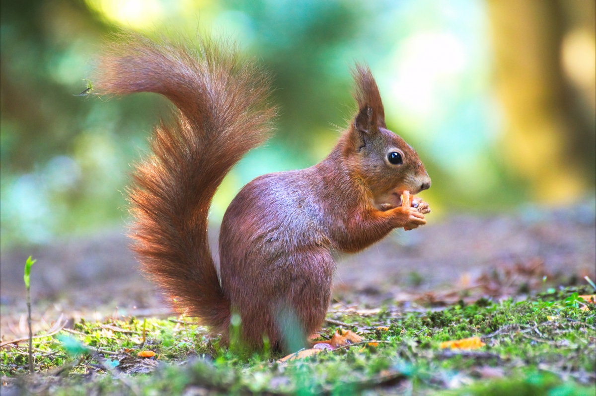 Cute forest wildlife photography