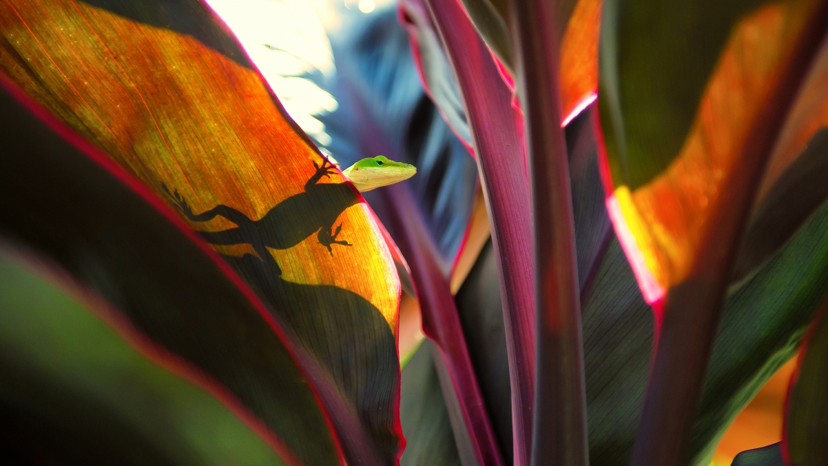 A Botanical Garden Lizard in Kauai