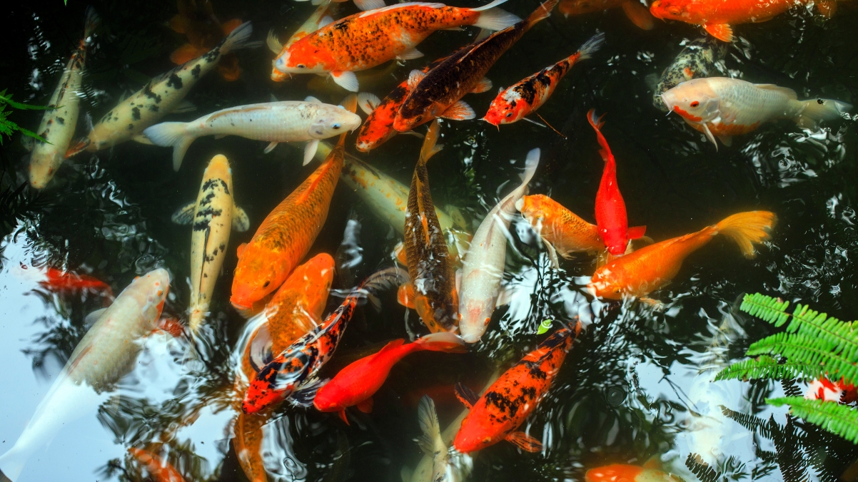 Koi Fish 4k Wallpaper