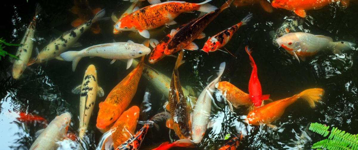 Koi Fish 3440x1440 Wallpaper