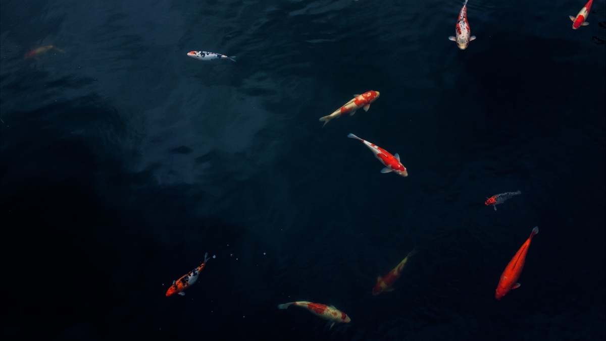 Koi Pond Carp 4K Picture