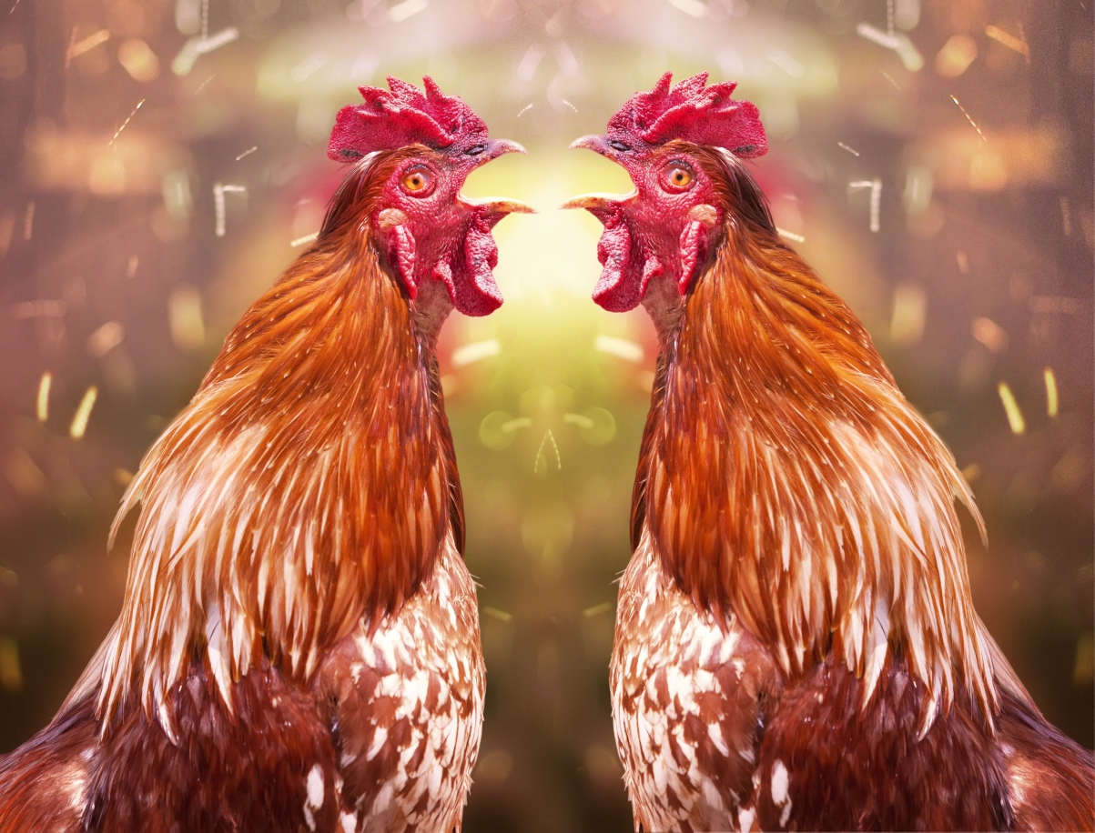 Chicken image composite 4K picture