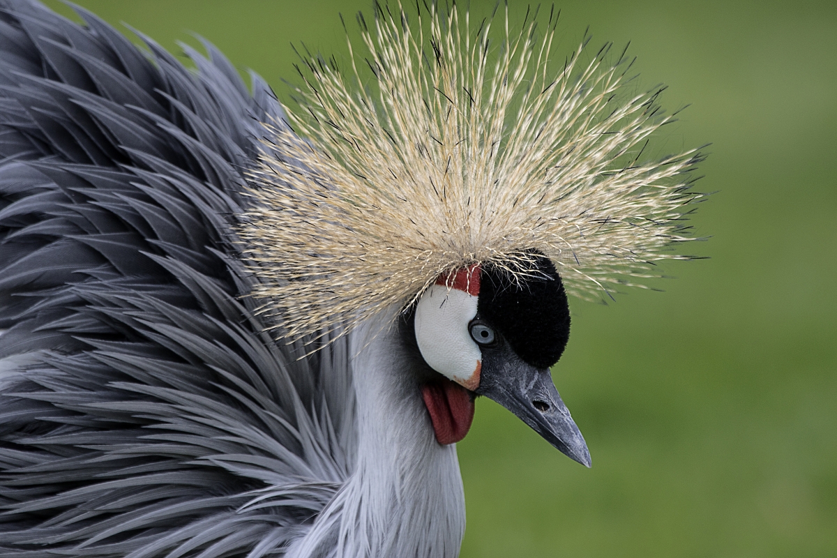Grey Crowned Crane 4k Picture