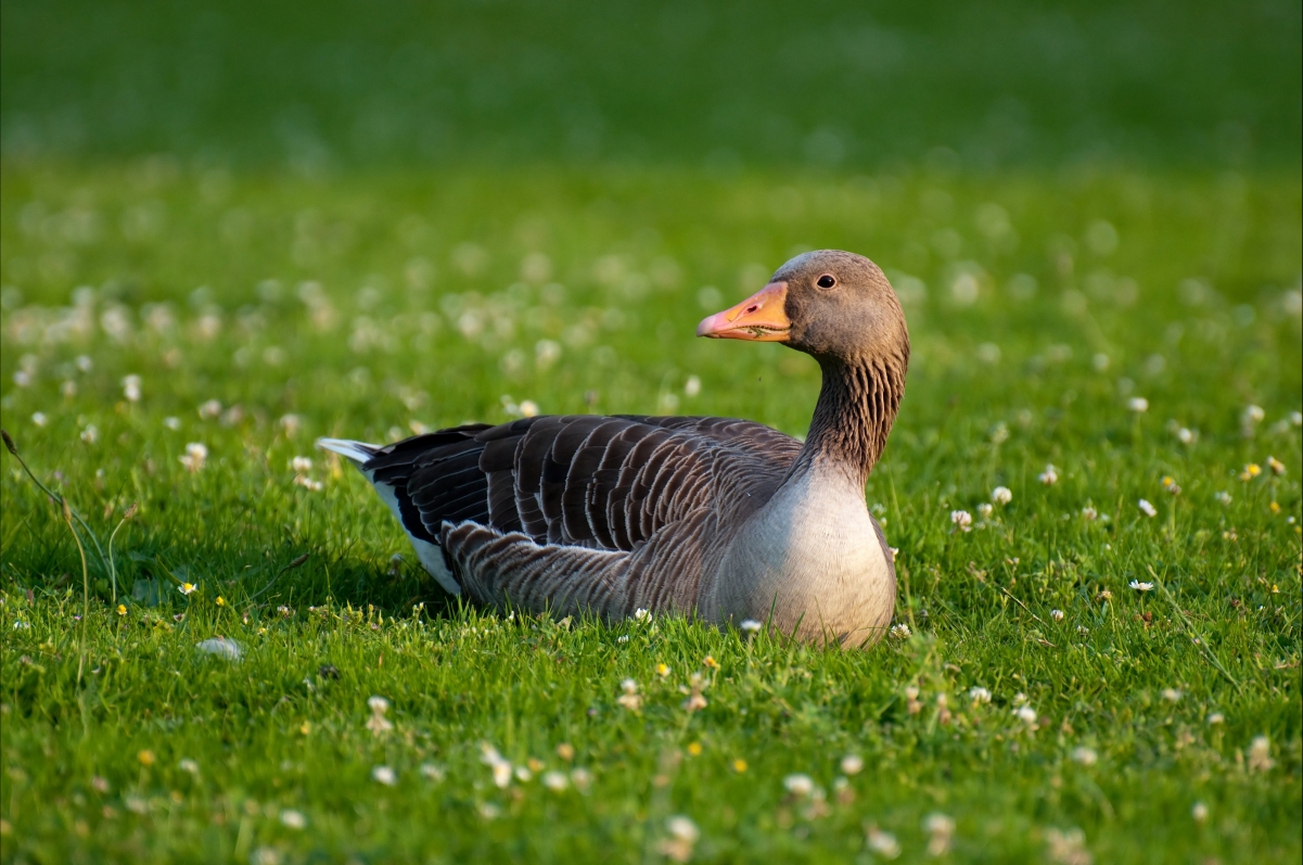 Grey goose duck bird grass 4k picture