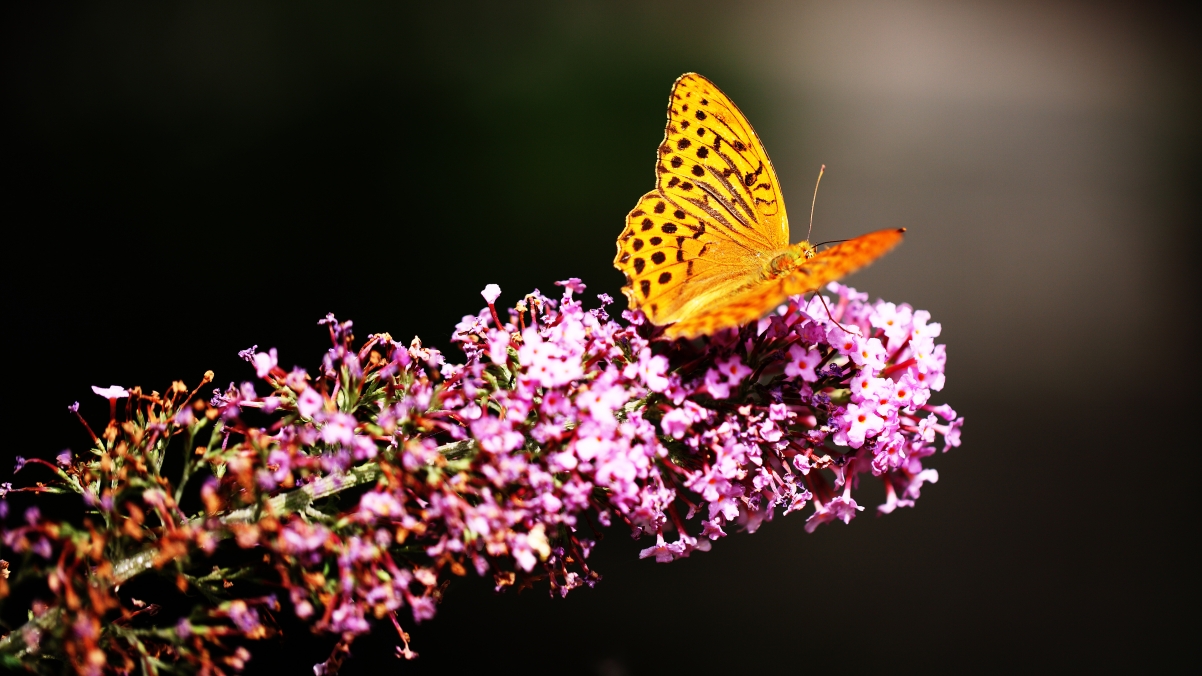 Beautiful butterfly in the Polish Botanical Garden in Warsaw