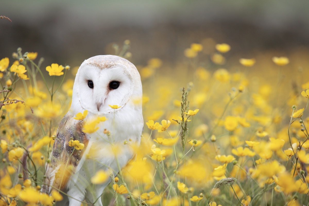 Owl in a sea of ​​flowers 4k pictures