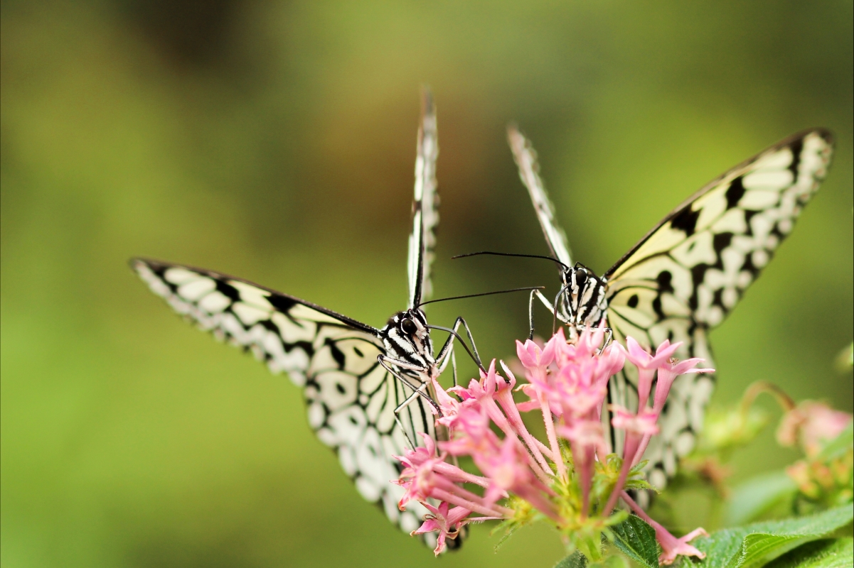 Flowers and Two Butterflies 4K Wallpaper