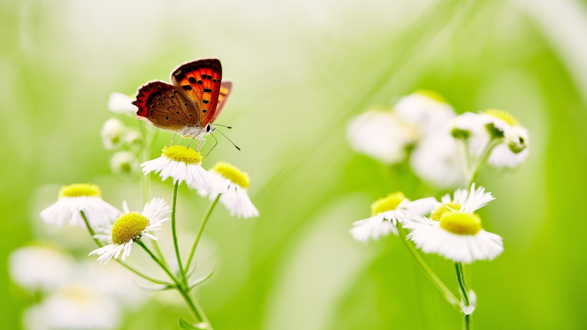 Butterfly on white daisy 5K HD