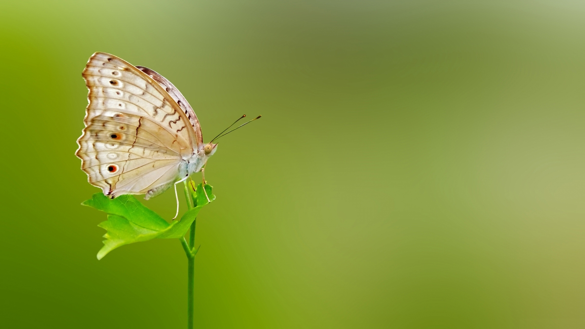 Butterfly Green Background HD 4K Wallpaper