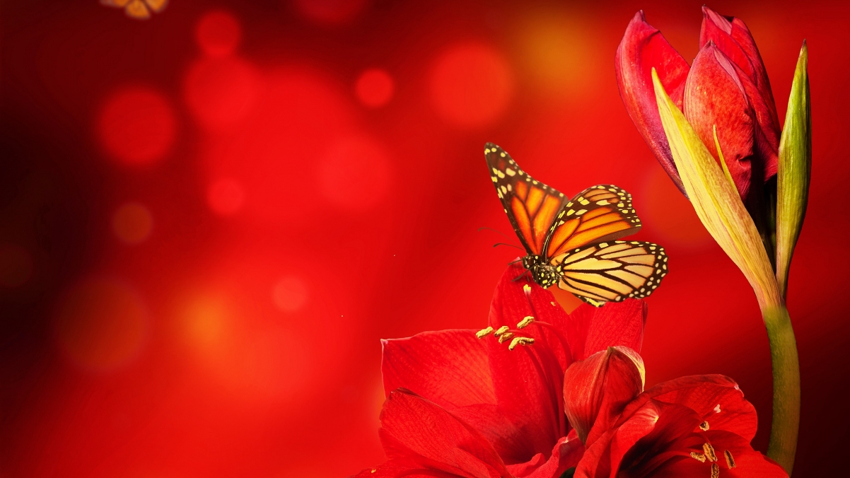 Butterfly Red Flowers Background 4K Wallpaper