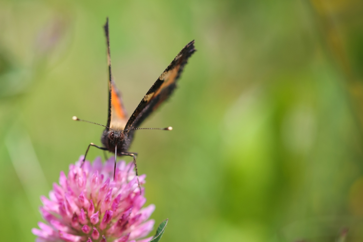 Butterfly picking nectar 4k picture