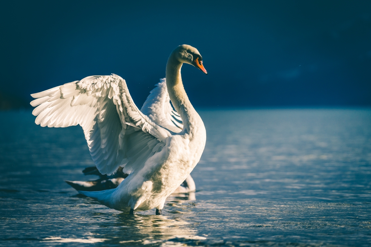 Swans and Ducks in the Lake 6K Wallpaper