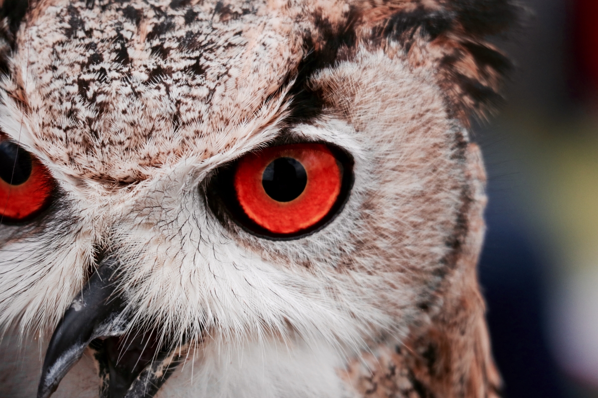 Red eyes owl 6K wallpaper