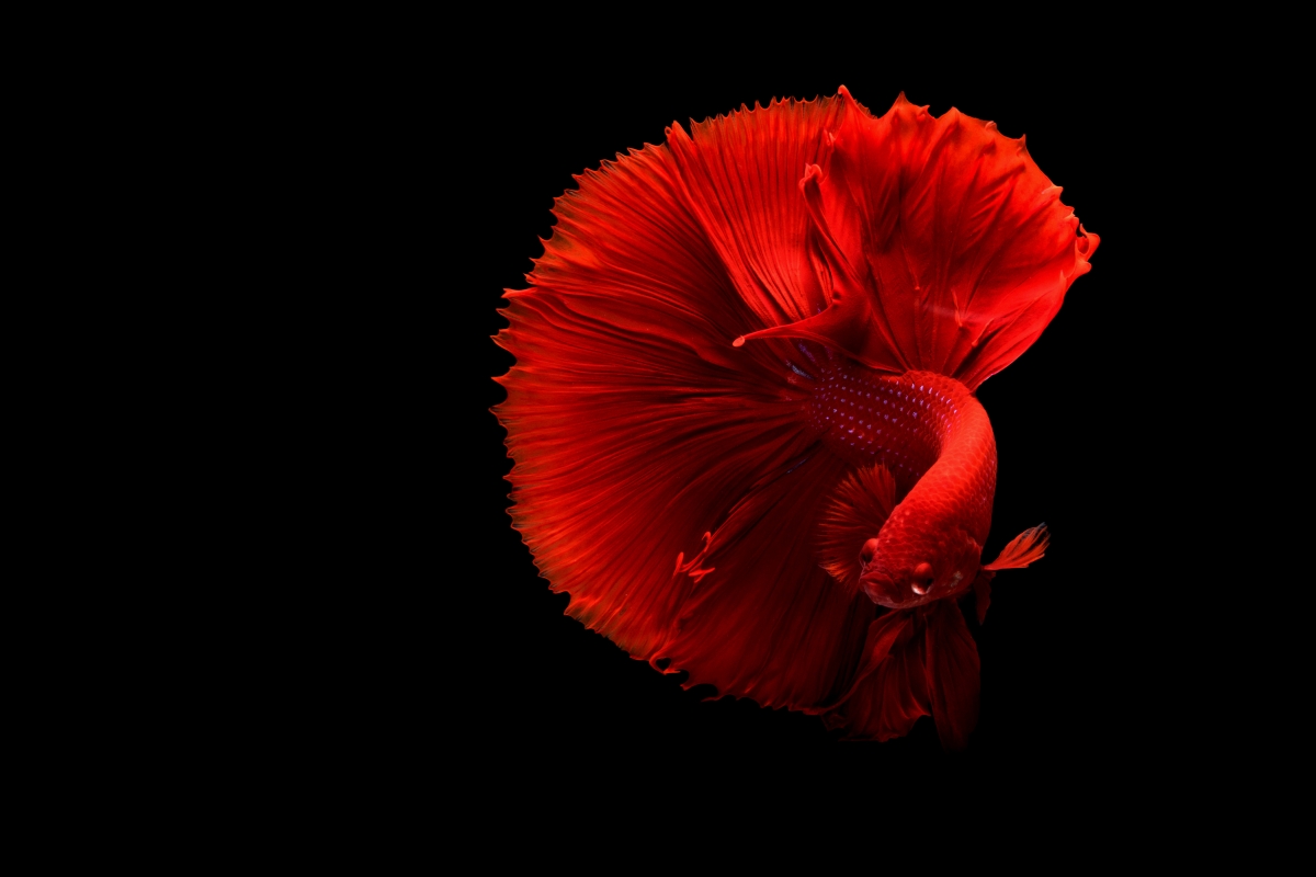 Red siamese fighting fish on black background 4k