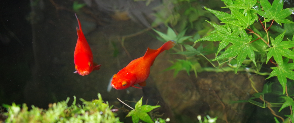 Red goldfish 3440x1440 with fish screen