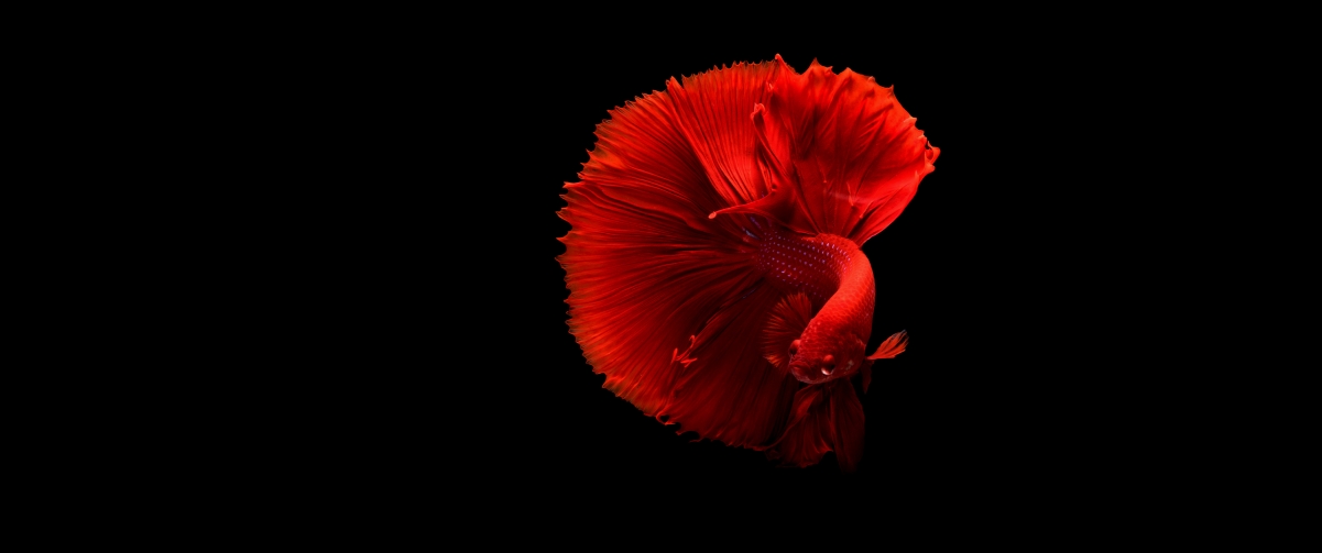 Red Goldfish 3440x1440 Wallpaper