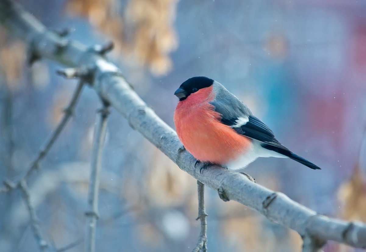 Bullfinch pictures