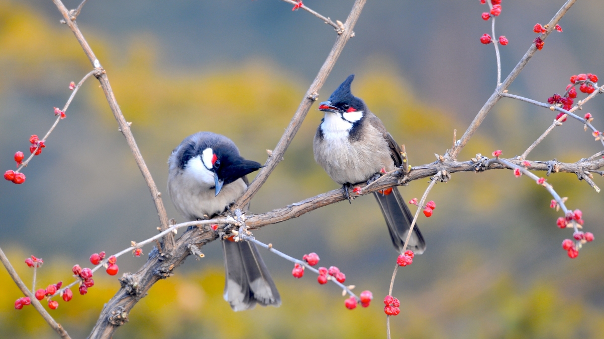 Red-eared Bulbul 4k wallpaper