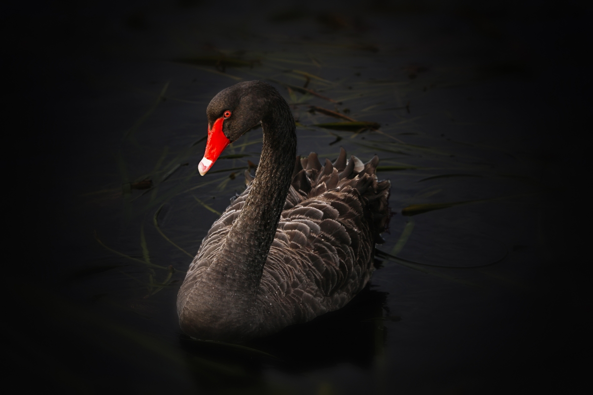 Black swan lake australia black sky