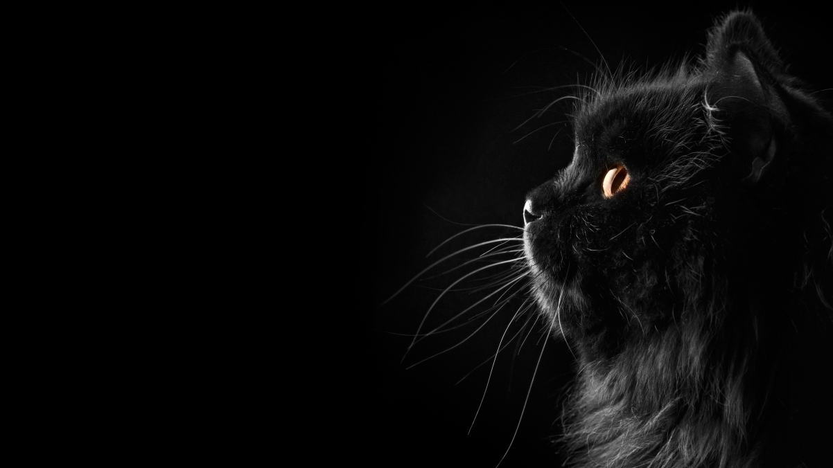 Black Persian Cat 4K Wallpaper