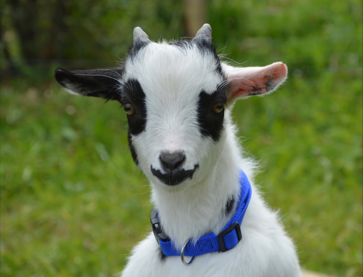 Black white goat 4k picture