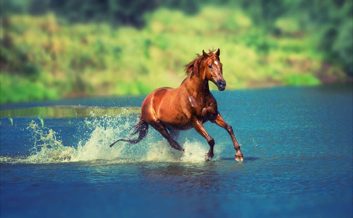 River water, horse running picture