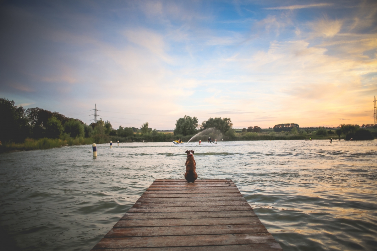 Riverside dock dog waiting 4K wall